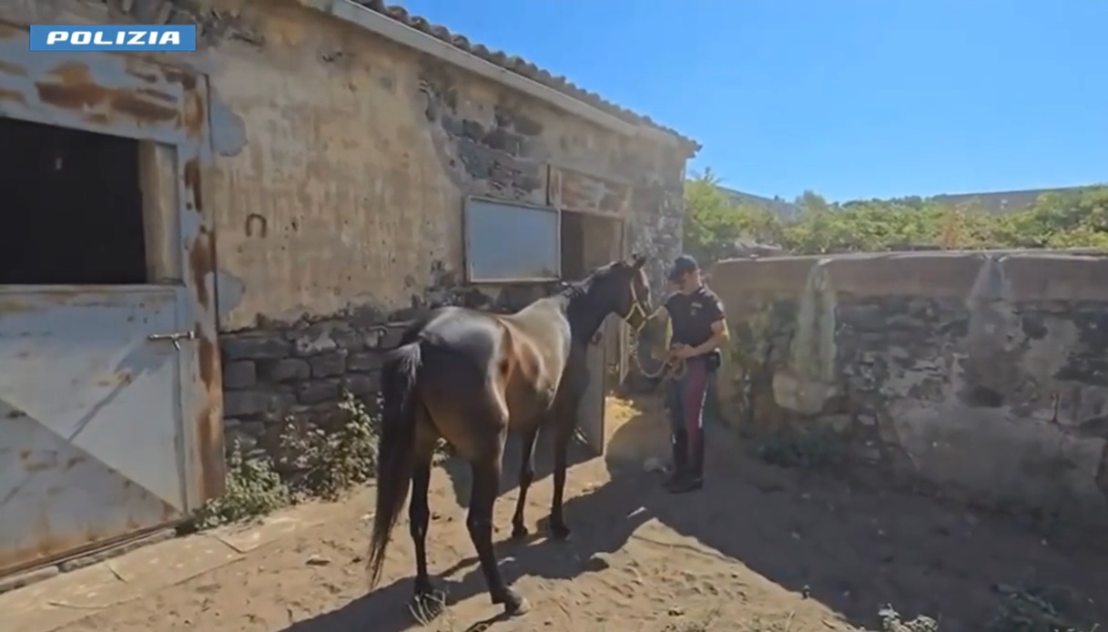 Maltrattamento di animali a Catania, cavallo sequestrato: il video del blitz della polizia Maltrattamento di animali a Catania, cavallo sequestrato: il video del blitz della polizia