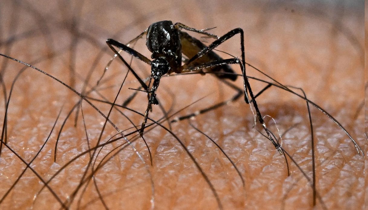 Allarme dengue a Bologna con disinfestazione presso il Sant Allarme dengue a Bologna con disinfestazione presso il Sant
