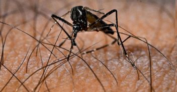 dengue bologna budrio