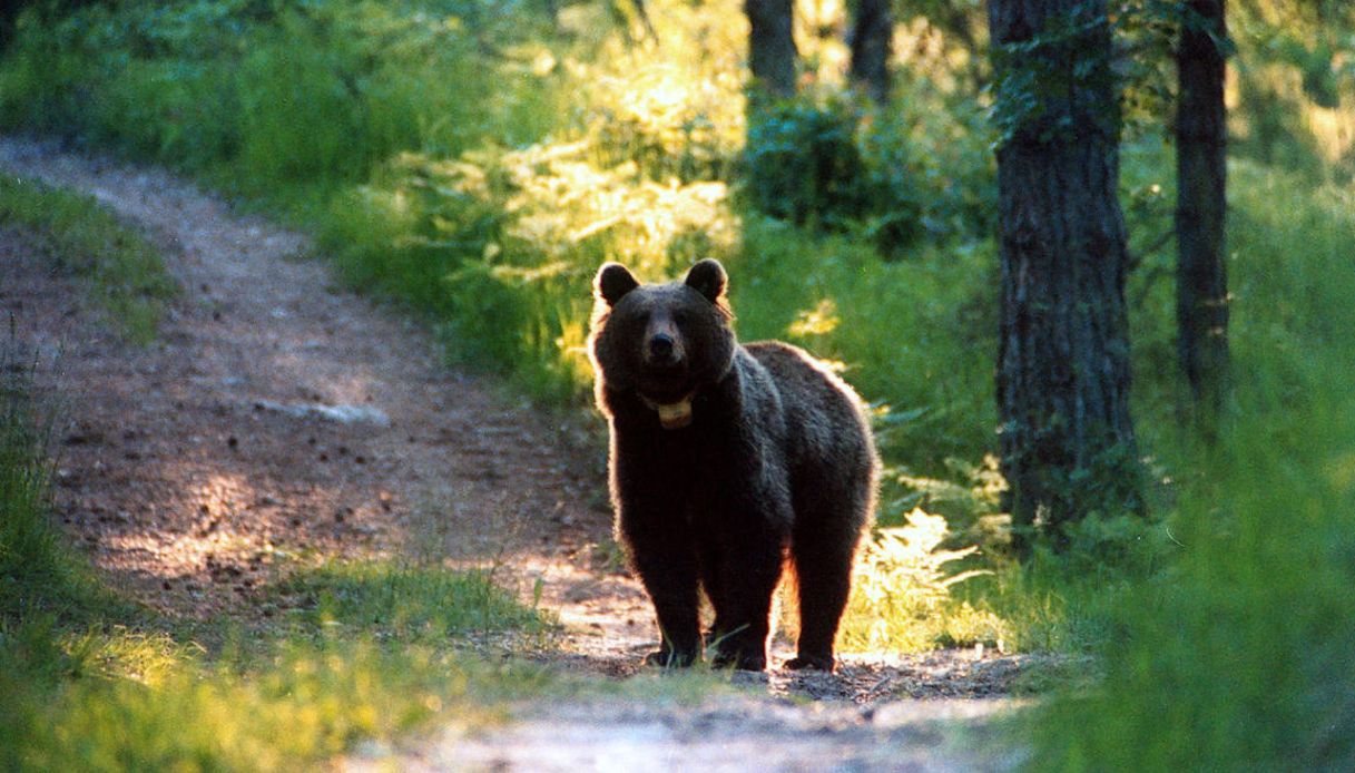 italiano orso romania