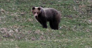 italiano-ucciso-orso-romania