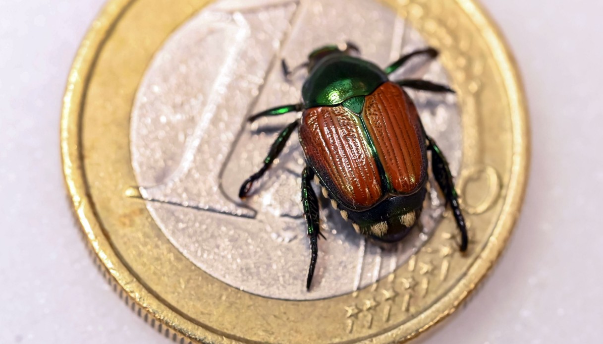 Scarabeo giapponese