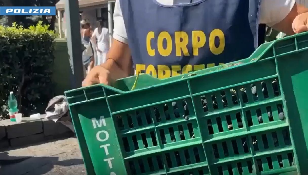 https://wips.plug.it/cips/notizie.virgilio.it/cms/2025/07/uva-corpo-forestale.jpg