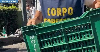 uva-corpo-forestale