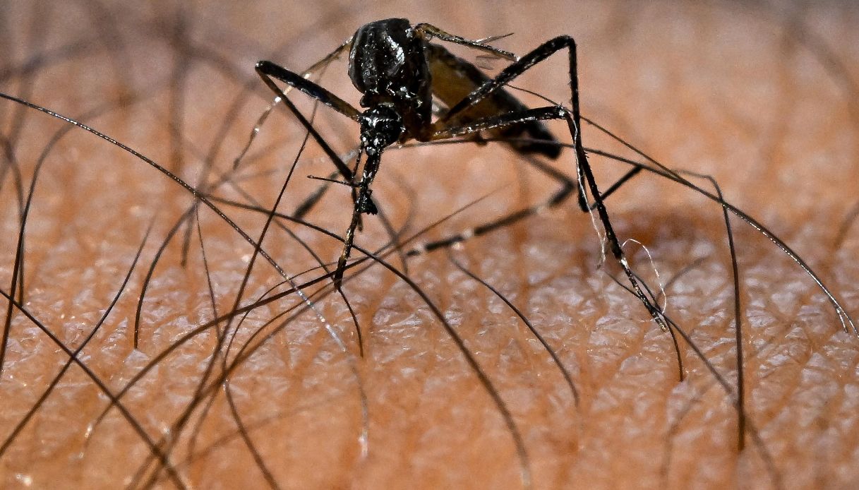 https://wips.plug.it/cips/notizie.virgilio.it/cms/2025/07/virus-chikungunya-1.jpg