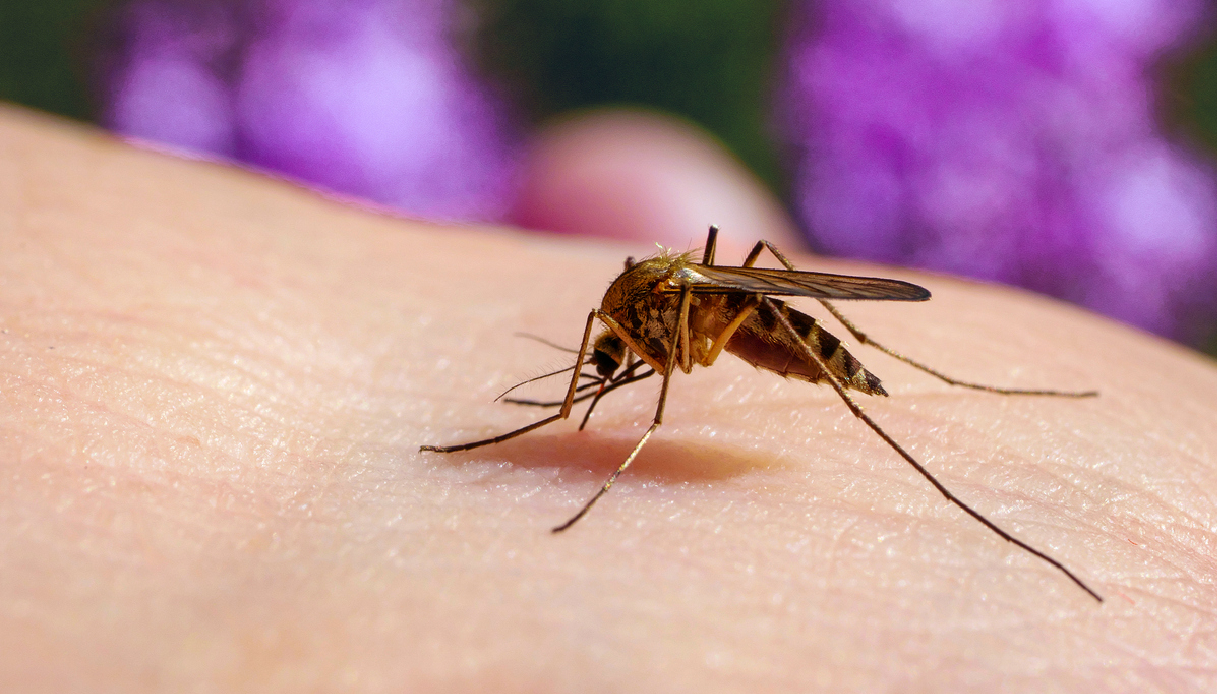 https://wips.plug.it/cips/notizie.virgilio.it/cms/2025/07/virus-west-nile-zanzare-1.jpg