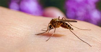 virus-west-nile-zanzare