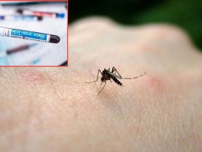 Virus West Nile, donna morta a Fondi vicino Latina dove era ricoverata dopo una puntura di zanzara: i sintomi