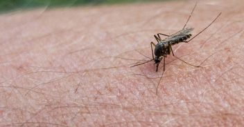 mosquito on human skin, stuck nose. close up.