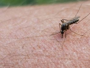 Virus West Nile, primo caso a Catania, è un 74enne di Caserta, stimate oltre 10mila infezioni in tutta Italia