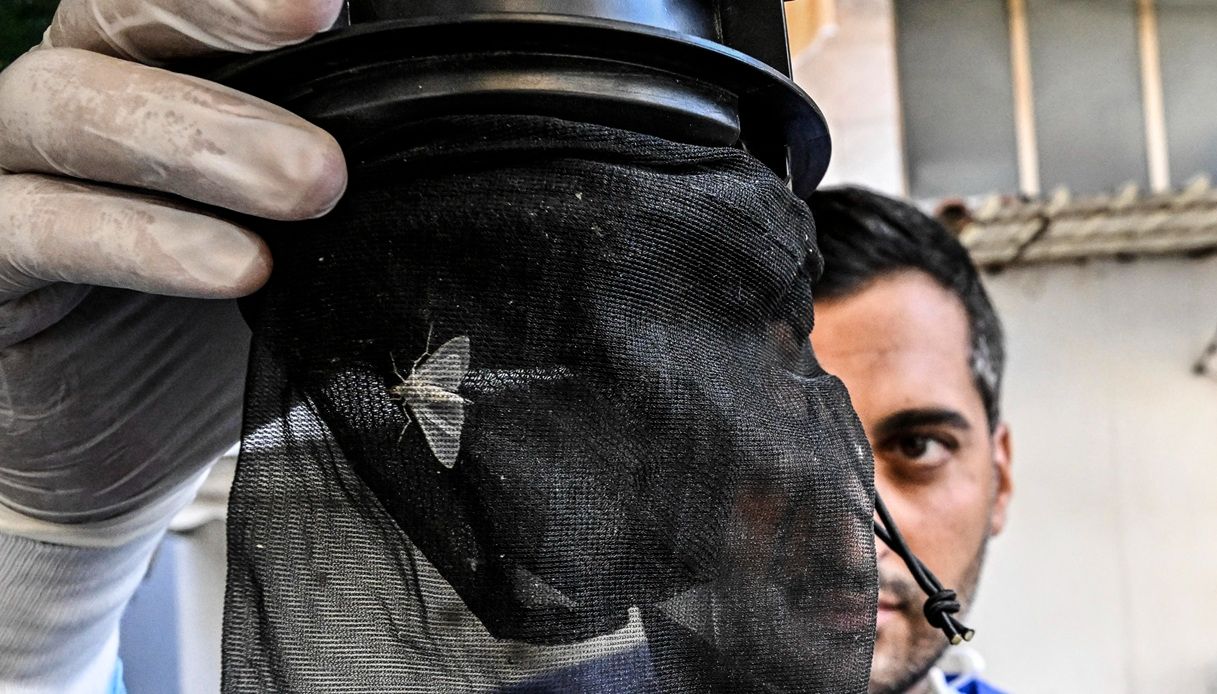 https://wips.plug.it/cips/notizie.virgilio.it/cms/2025/07/west-nile-grazzanise-morto-italia.jpg