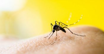 west-nile-lazio-latina