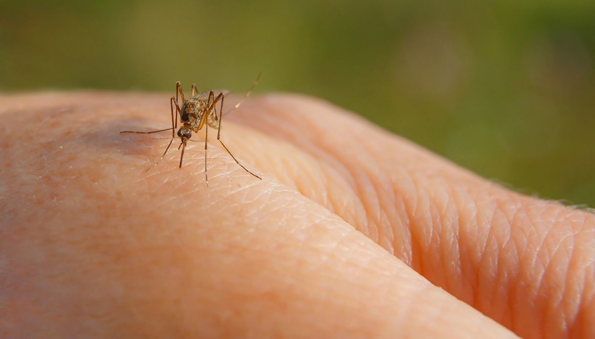 West Nile virus in Campania, 9 ricoverati dopo il focolaio a Baia Domizia nel Golfo di Gaeta: i sintomi West Nile virus in Campania, 9 ricoverati dopo il focolaio a Baia Domizia nel Golfo di Gaeta: i sintomi
