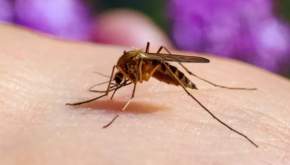 https://wips.plug.it/cips/notizie.virgilio.it/cms/2025/07/west-nile-virus-puglia.jpg