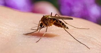 west-nile-virus-puglia