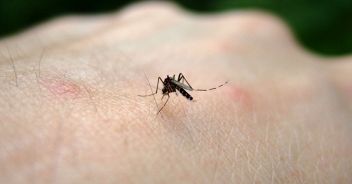 zanzara-west-nile-lazio-campania