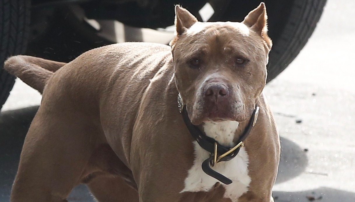 https://wips.plug.it/cips/notizie.virgilio.it/cms/2025/08/bimba-pitbull-isola-elba-zio.jpg