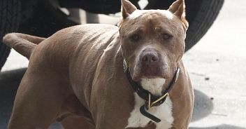 bimba-pitbull-isola-elba-zio