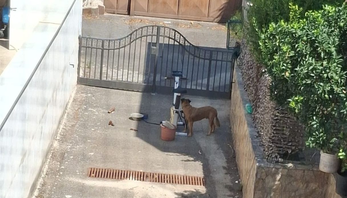 https://wips.plug.it/cips/notizie.virgilio.it/cms/2025/08/cane-morto-in-cortile.jpg