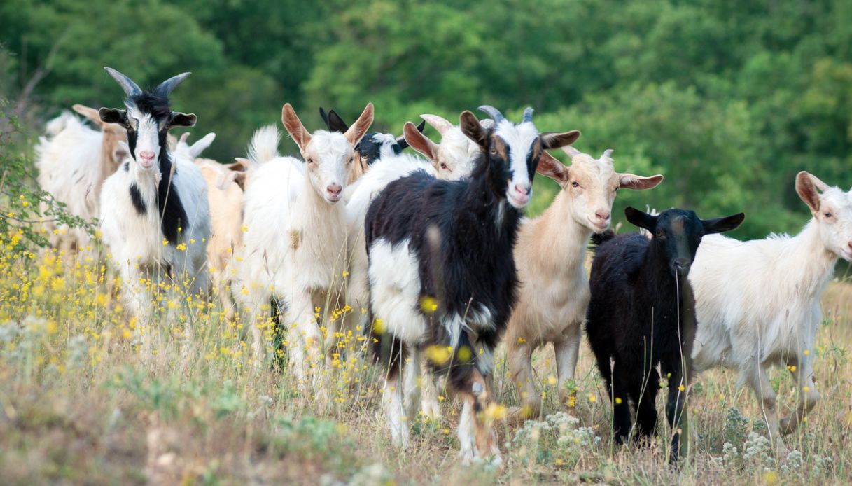 Invasione delle capre a Ginostra, l