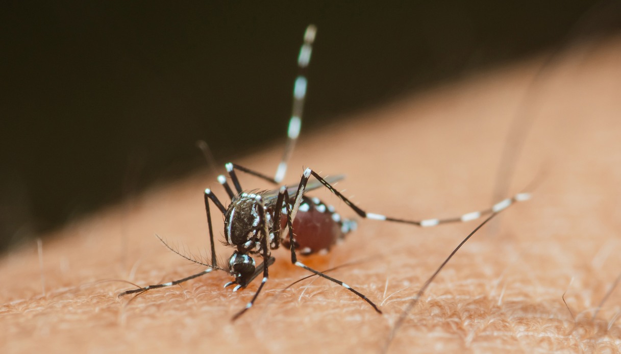 https://wips.plug.it/cips/notizie.virgilio.it/cms/2025/08/chikungunya-verona.jpg