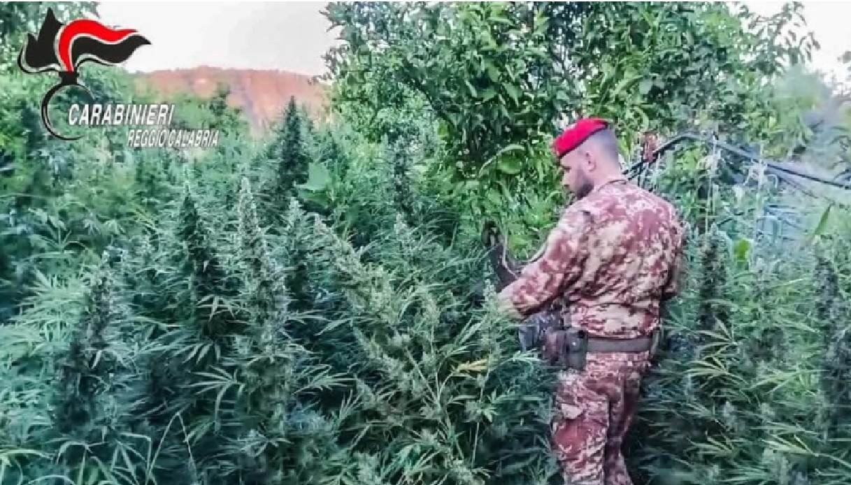 Tra i monti del Reggino affiorano una "giungla verde" e un arsenale illegale, maxi operazione dei carabinieri Tra i monti del Reggino affiorano una "giungla verde" e un arsenale illegale, maxi operazione dei carabinieri