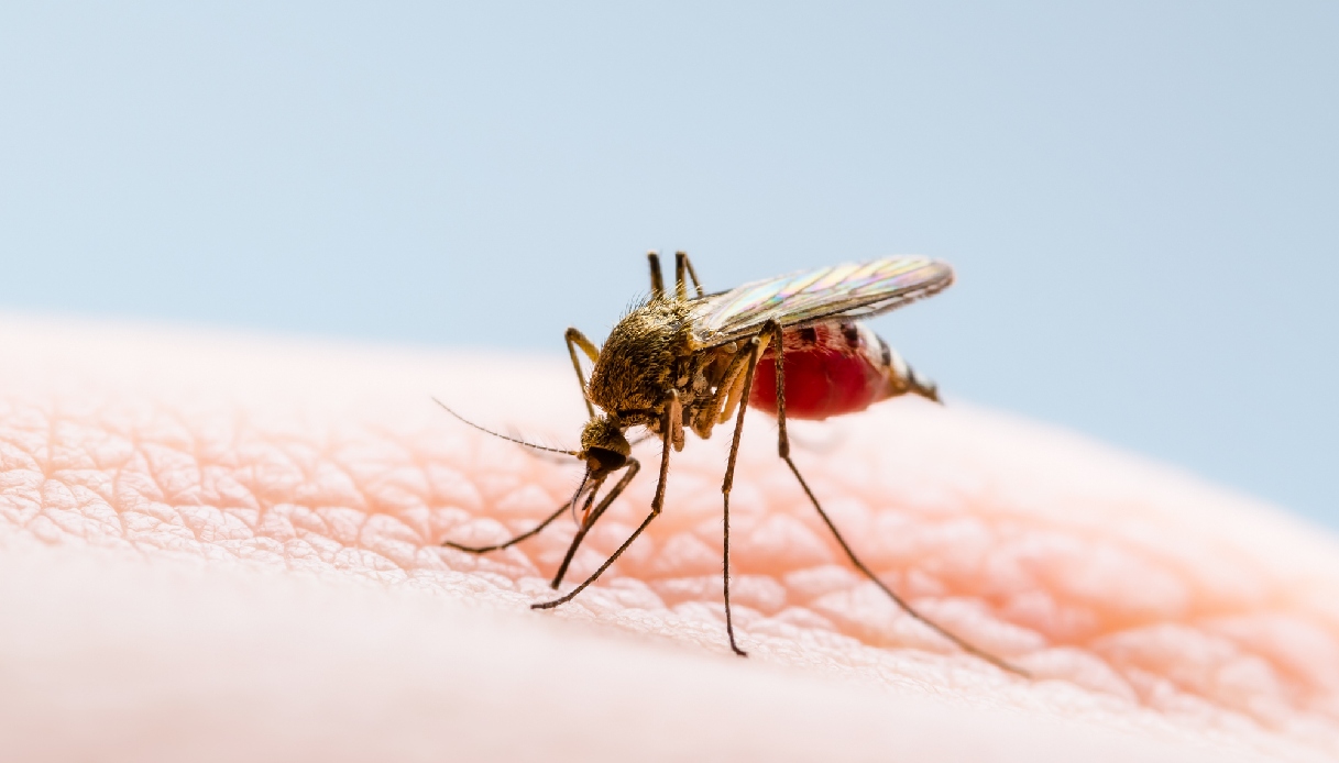 Virus West Nile, muore una donna di 93 anni ricoverata allo Spallanzani: è la quarta vittima nel Lazio
