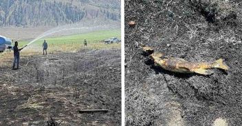 pesce-incendio-ashcroft-canada