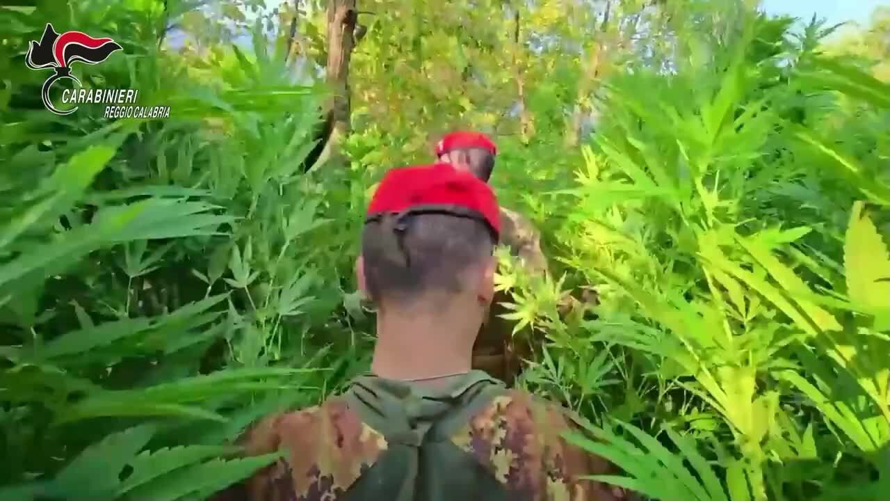  impero verde a caulonia il video della maxi coltivazione di marijuana scoperta dai cacciatori calabria 