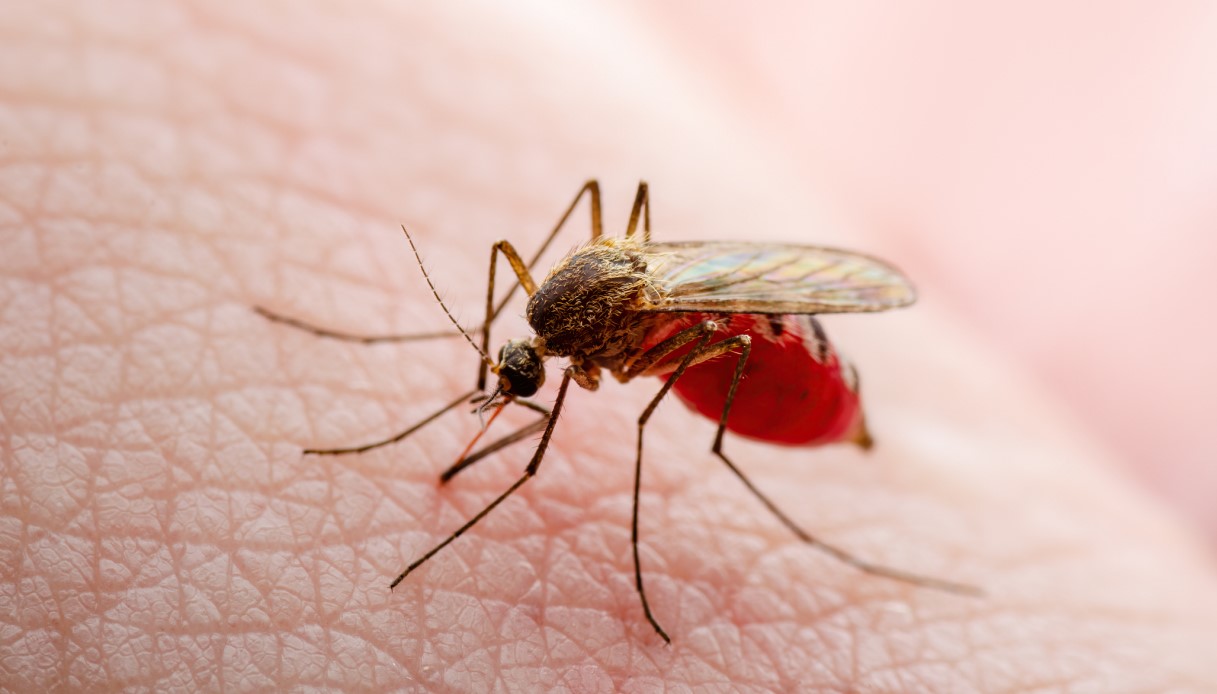 https://wips.plug.it/cips/notizie.virgilio.it/cms/2025/08/virus-west-nile-donna-morta-latina-lazio.jpg