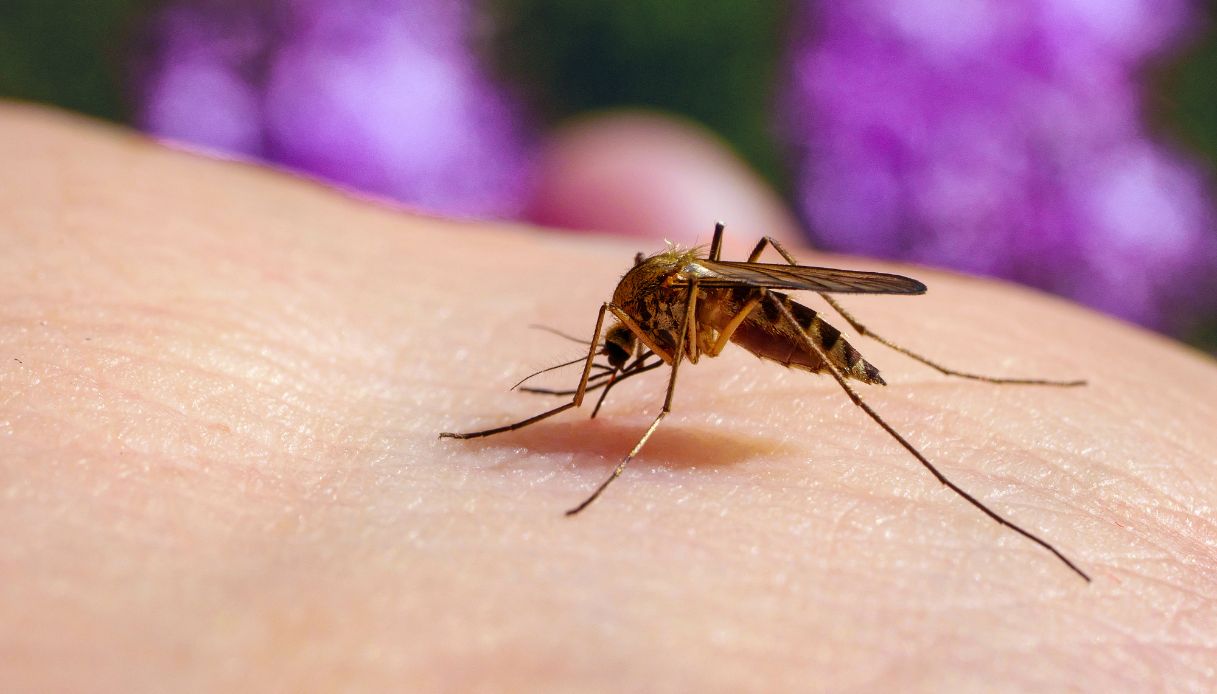 https://wips.plug.it/cips/notizie.virgilio.it/cms/2025/08/virus-west-nile-morto-latina-lazio.jpg