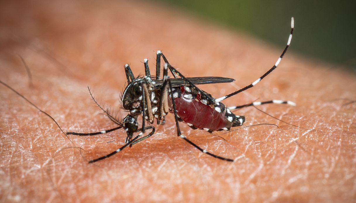 West Nile, altri casi tra Trento e Biella, infetta una donna che tornava dalla vacanze West Nile, altri casi tra Trento e Biella, infetta una donna che tornava dalla vacanze