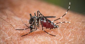 west-nile-casi-trento-biella