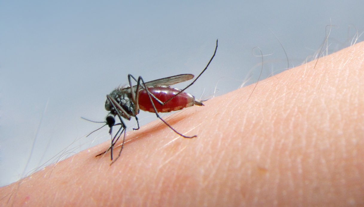 https://wips.plug.it/cips/notizie.virgilio.it/cms/2025/08/west-nile-in-italia.jpg