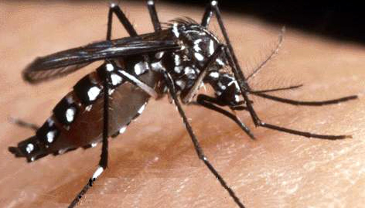https://wips.plug.it/cips/notizie.virgilio.it/cms/2025/08/west-nile-lombardia.jpg