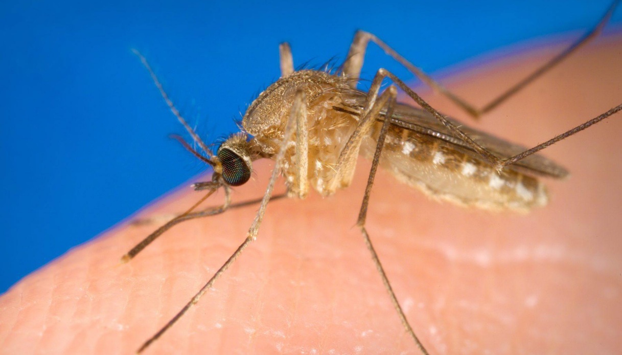 https://wips.plug.it/cips/notizie.virgilio.it/cms/2025/08/west-nile.jpg