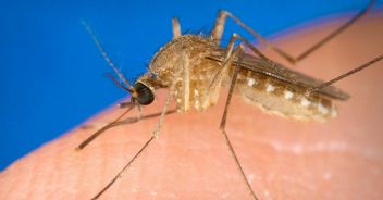 West Nile Virus