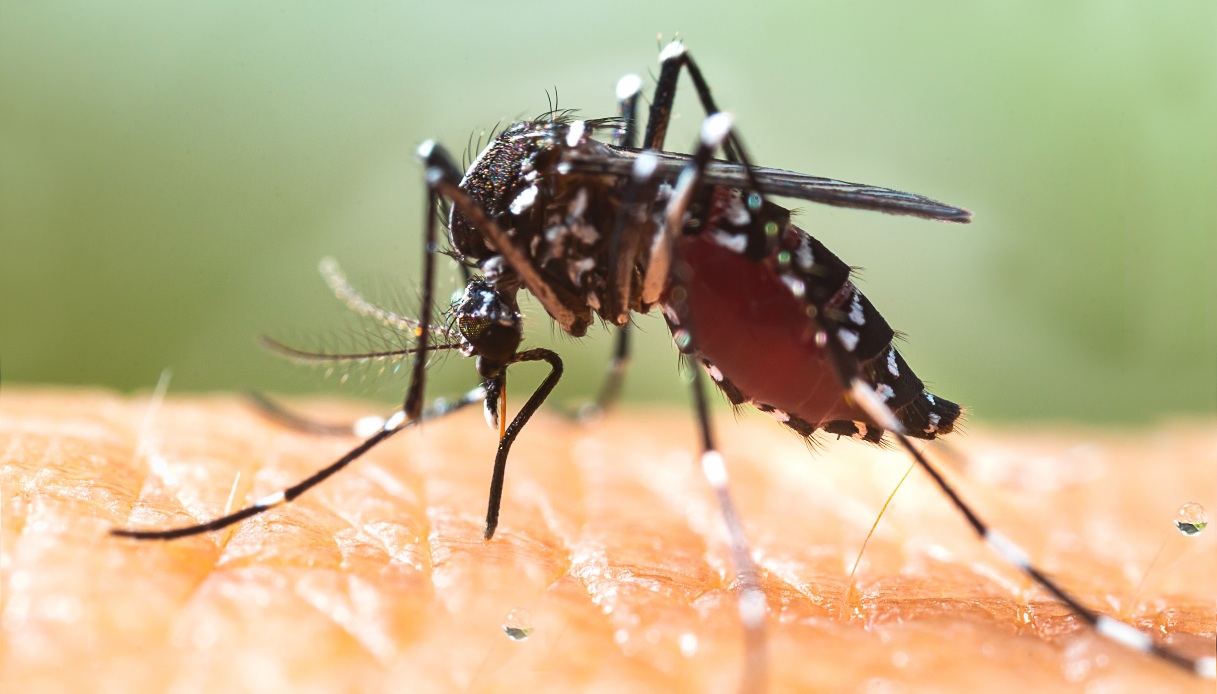 Virus Chikungunya Veneto