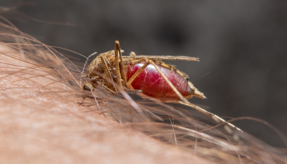 Virus West Nile, uomo morto all’ospedale di Latina: ricoverato dal 26 luglio, è la settima vittima nel Lazio