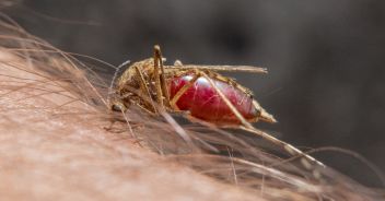Macro of biting mosquito on the human skin