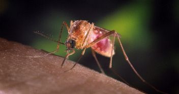 Zanzara West Nile
