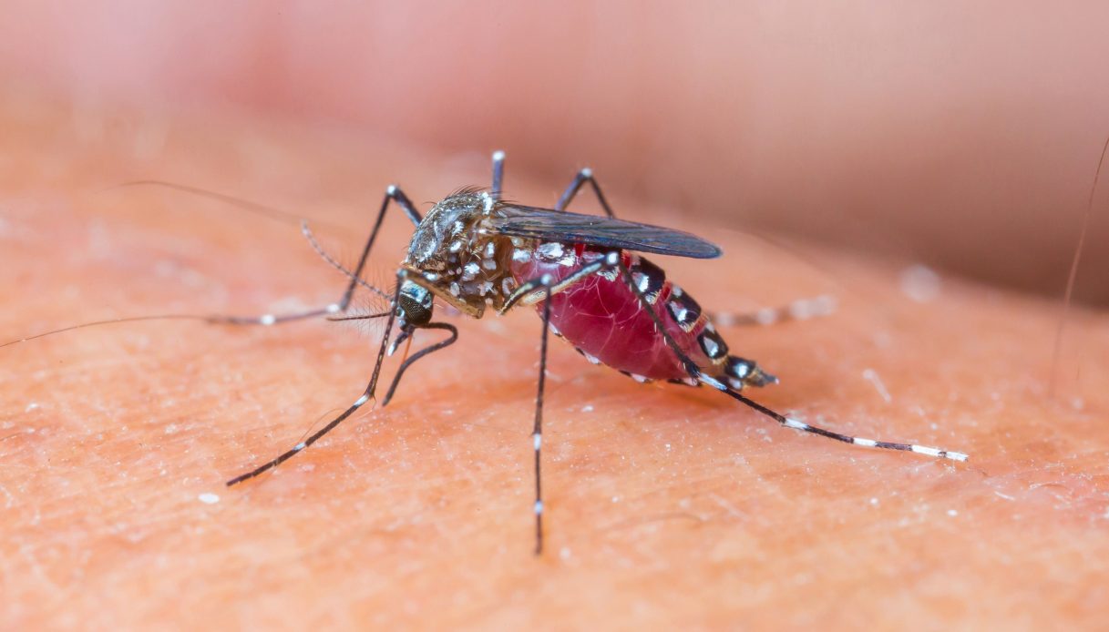 Prima vittima del virus West Nile in Veneto, 81enne morta a Rovigo: il bilancio in Italia si aggrava Prima vittima del virus West Nile in Veneto, 81enne morta a Rovigo: il bilancio in Italia si aggrava