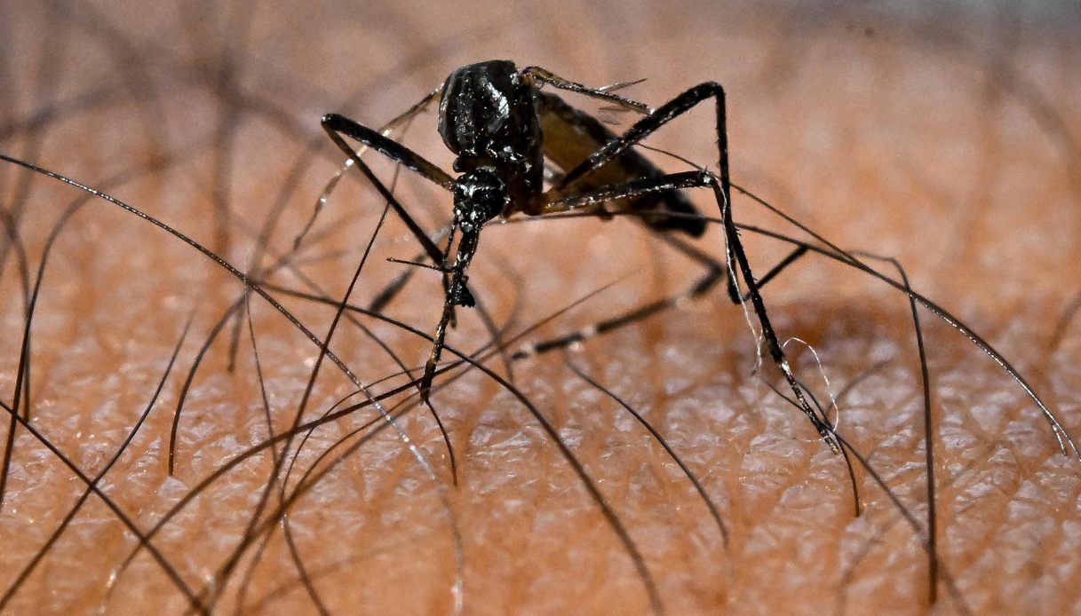 Una zanzara Aedes Aegypti in Brasile responsabile della trasmissione del virus Dengue