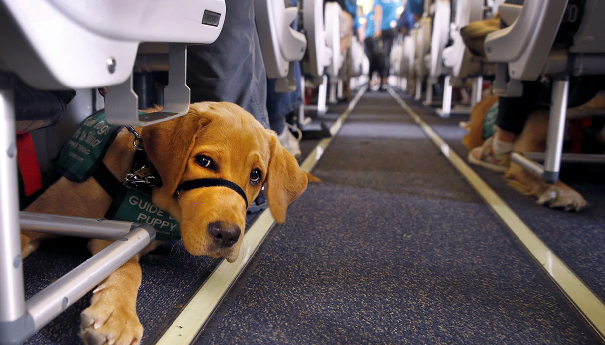 https://wips.plug.it/cips/notizie.virgilio.it/cms/2025/09/cani-aereo-cabina.jpg