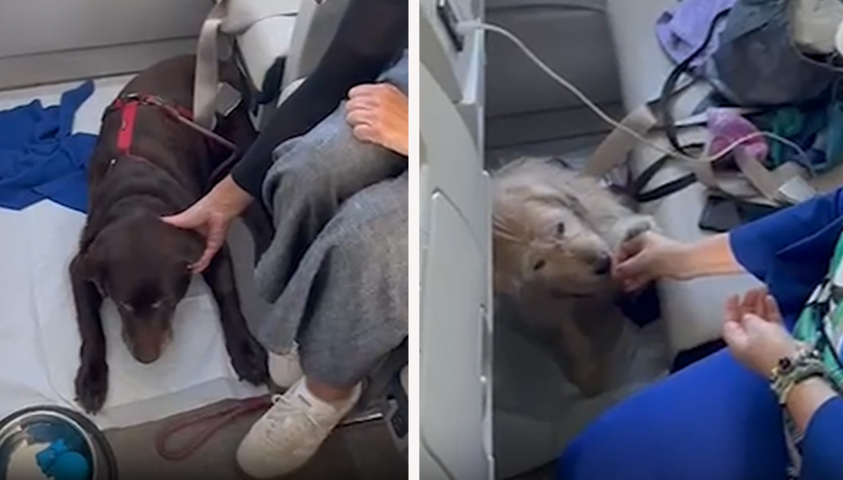 cani di grossa taglia nella cabina dell aereo senza trasportino come 232 andato il primo volo su ita airways