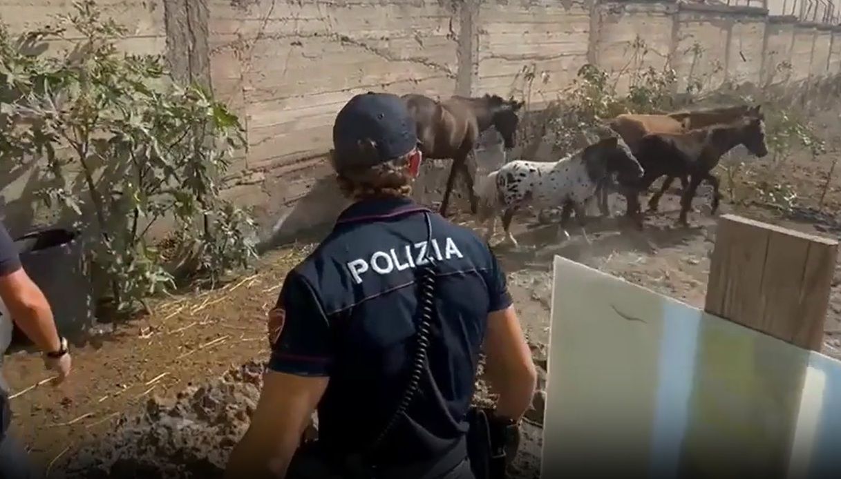 Cocaina e cavalli maltrattati a Catania, 34enne nei guai: il video del ritrovamento degli animali