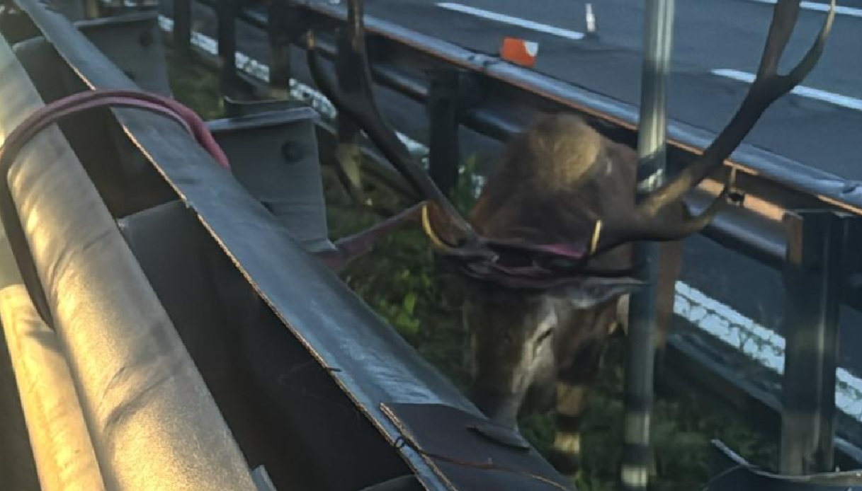 Cervo incastrato a Barberino di Mugello, chiusa l