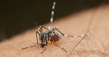 chikungunya-verona