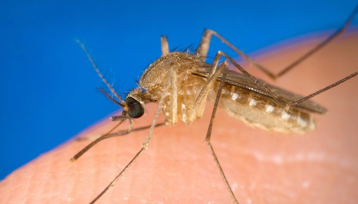 https://wips.plug.it/cips/notizie.virgilio.it/cms/2025/09/west-nile-italia-brescia-oristano-virus.jpg
