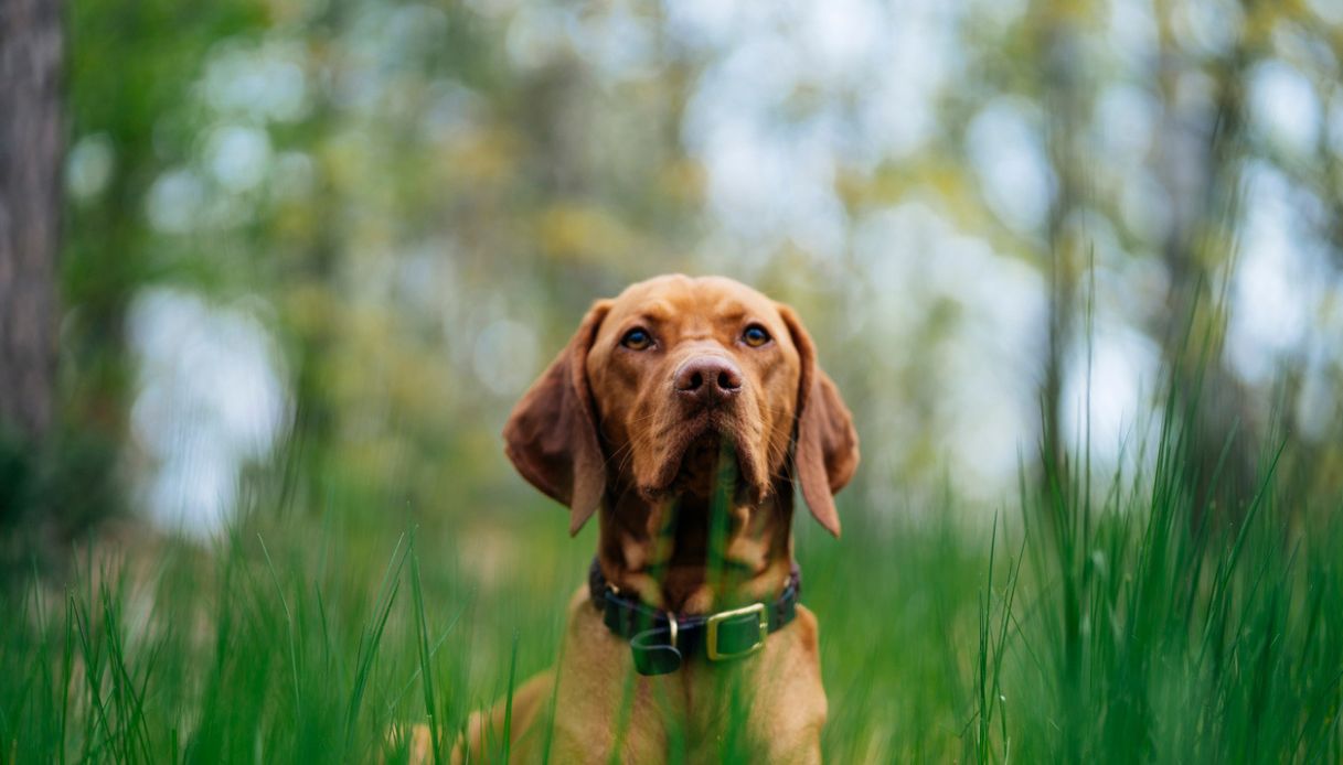 https://wips.plug.it/cips/notizie.virgilio.it/cms/2025/10/cane-sezze-ucciso.jpg